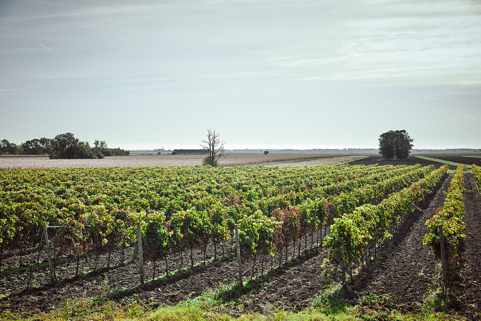 Weinreben im Seewinkel Neusiedl